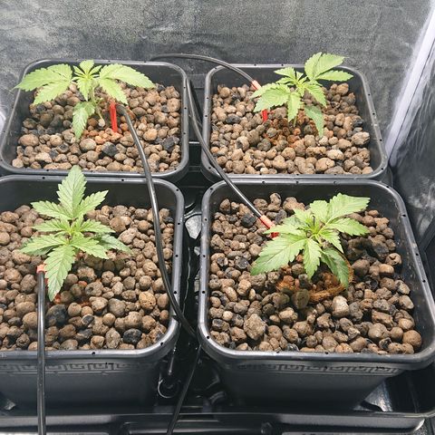 Lemon Shining Silver Haze #1 growlog timeline photo