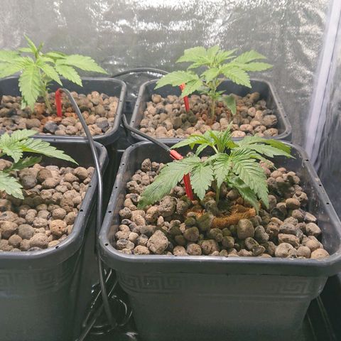Lemon Shining Silver Haze #1 growlog timeline photo
