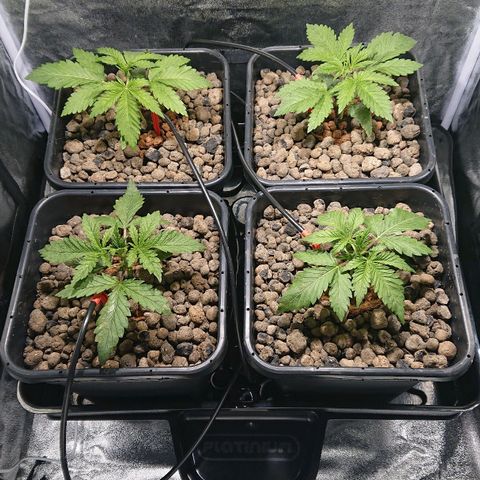 Lemon Shining Silver Haze #1 growlog timeline photo