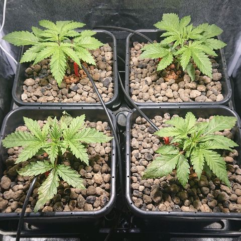 Lemon Shining Silver Haze #1 growlog photo: Juste avant Topping 