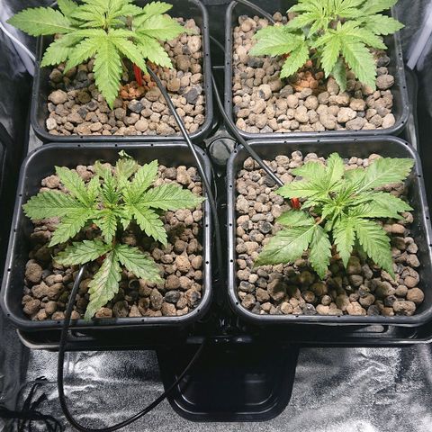 Lemon Shining Silver Haze #1 growlog photo: Juste avant Topping 
