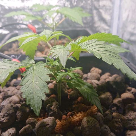 Lemon Shining Silver Haze #1 growlog timeline photo
