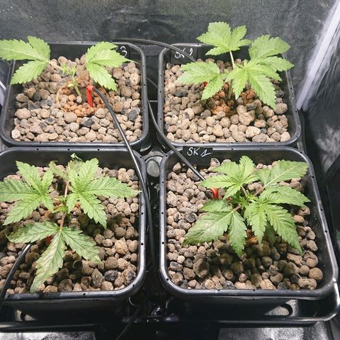 Lemon Shining Silver Haze #1 growlog photo: Juste après Topping 