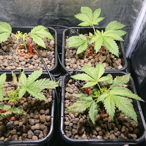 Lemon Shining Silver Haze #1 growlog photo: Reprise de vigueur après Rempotage et Topping 