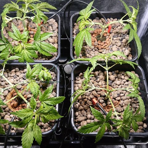 Lemon Shining Silver Haze #1 growlog photo: Palissage 