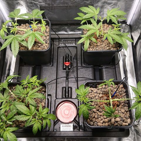 Lemon Shining Silver Haze #1 growlog photo: Mise en place dans Wilma et ajustement palissage 