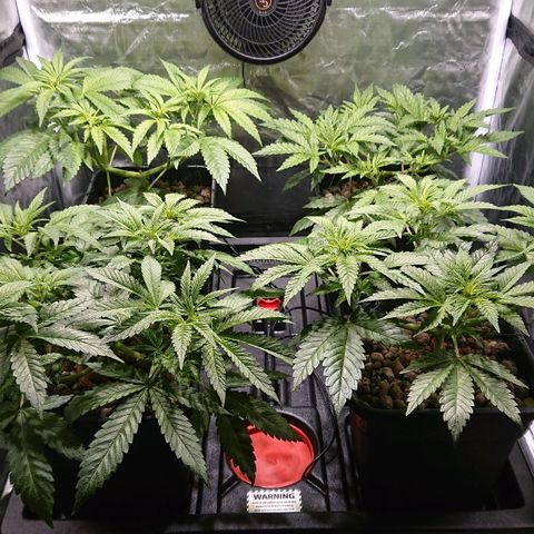 Lemon Shining Silver Haze #1 growlog timeline photo