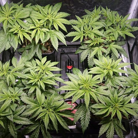 Lemon Shining Silver Haze #1 growlog timeline photo