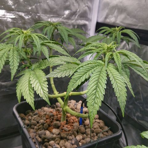 Lemon Shining Silver Haze #1 growlog photo: Lollipoping 