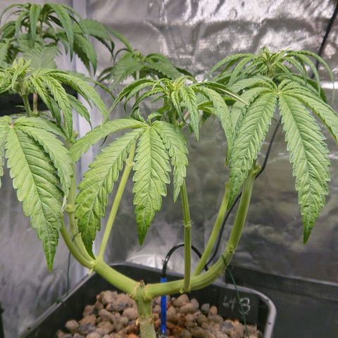 Lemon Shining Silver Haze #1 growlog photo: Lollipoping 