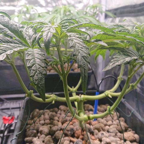 Lemon Shining Silver Haze #1 growlog photo: Lollipoping 