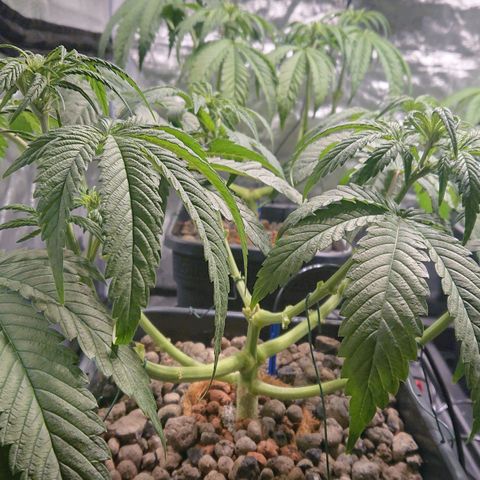 Lemon Shining Silver Haze #1 growlog photo: Lollipoping 