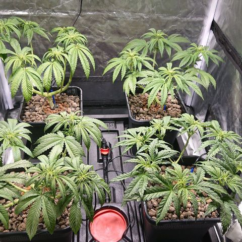 Lemon Shining Silver Haze #1 growlog photo: Lollipoping 