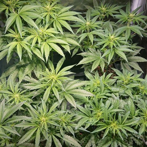Lemon Shining Silver Haze #1 growlog photo: En plein étirement 