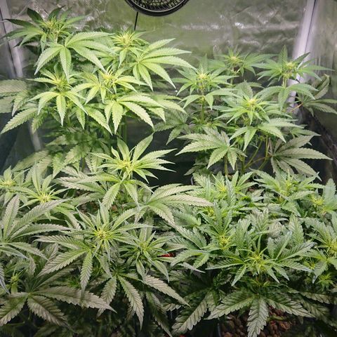 Lemon Shining Silver Haze #1 growlog photo: En plein étirement 