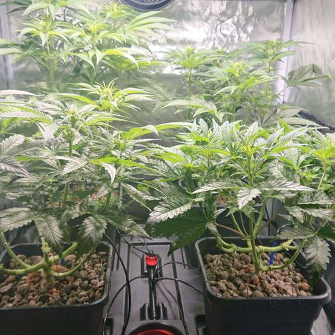 Lemon Shining Silver Haze #1 growlog timeline photo