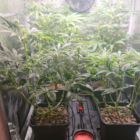 Lemon Shining Silver Haze #1 growlog photo: Lollipoping 