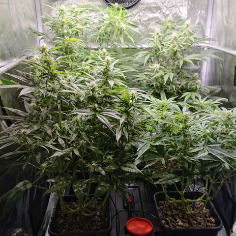 Lemon Shining Silver Haze #1 growlog timeline photo