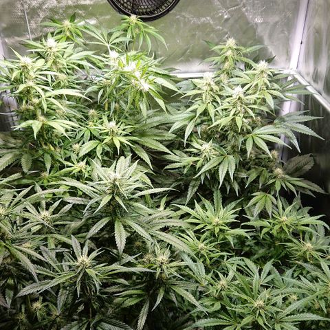 Lemon Shining Silver Haze #1 growlog timeline photo