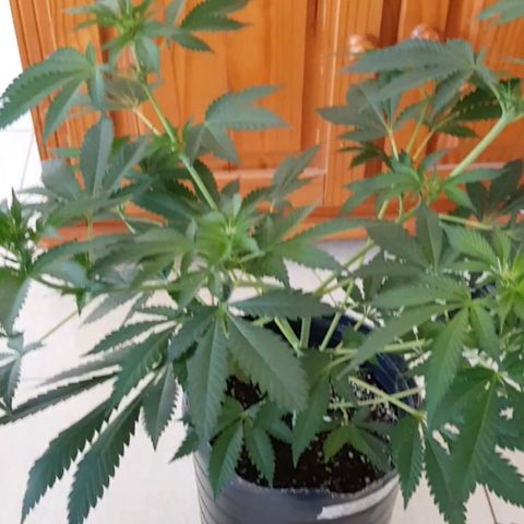 Negro el 23 growlog timeline photo