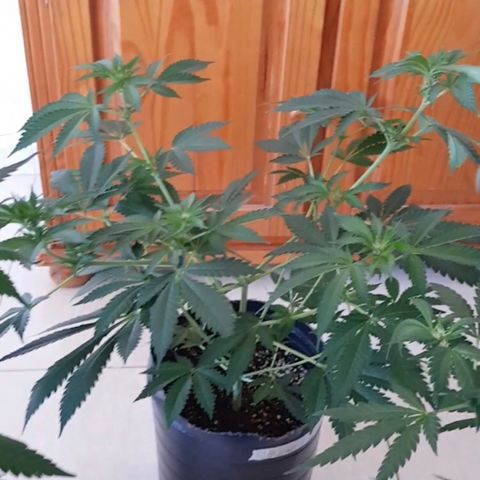 Negro el 23 growlog timeline photo
