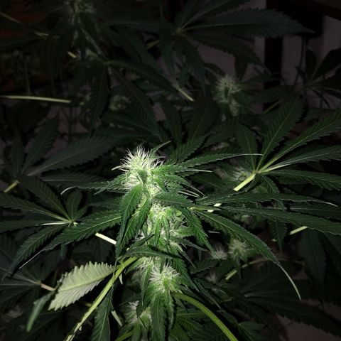 Negro el 23 growlog timeline photo