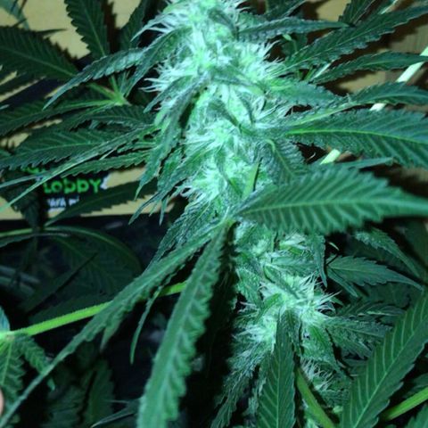 Negro el 23 growlog timeline photo