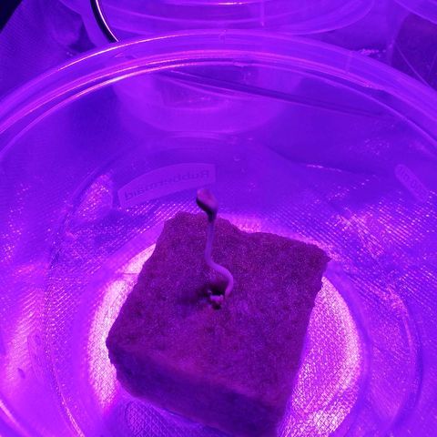 GG#4-1 growlog in Grow tent