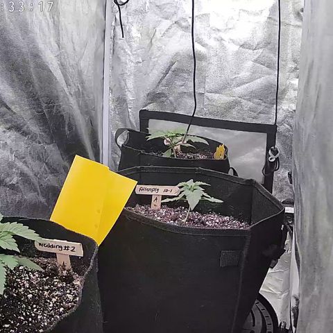 Wedding #1 growlog timeline photo