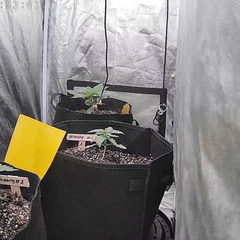 Wedding #1 growlog timeline photo