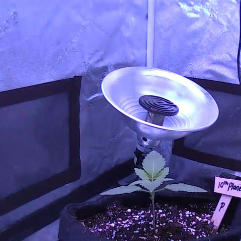10th Planet photo feminized  growlog photo: Day 11
