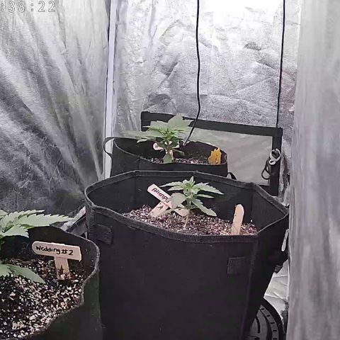Wedding #1 growlog timeline photo