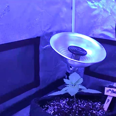 10th Planet photo feminized  growlog timeline photo