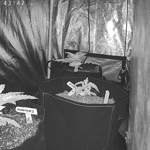 Wedding #1 growlog timeline photo