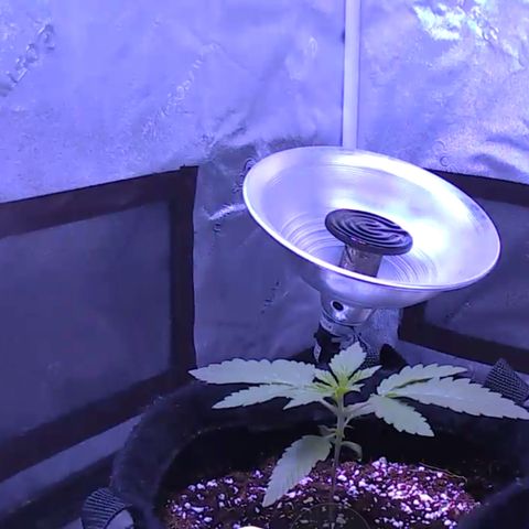 10th Planet photo feminized  growlog timeline photo
