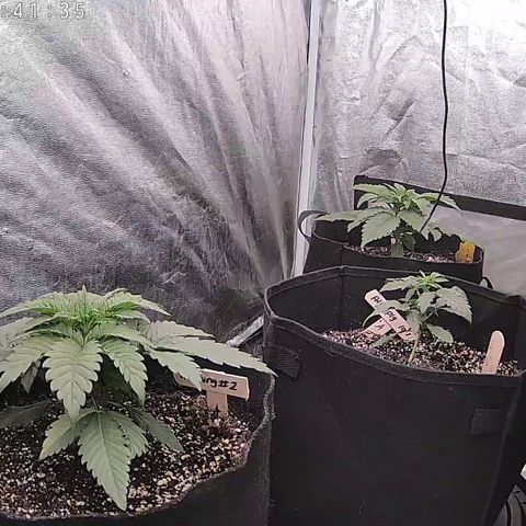 Wedding #1 growlog timeline photo
