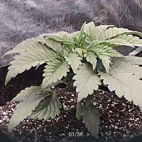 Wedding #1 growlog timeline photo