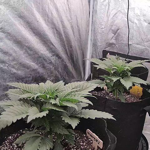 Wedding #1 growlog timeline photo