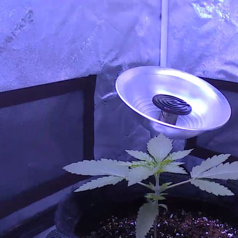 10th Planet photo feminized  growlog timeline photo