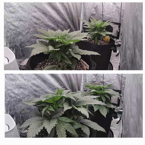 Wedding #1 growlog photo: Top is three days ago
