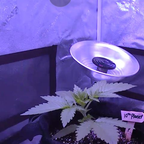 10th Planet photo feminized  growlog timeline photo