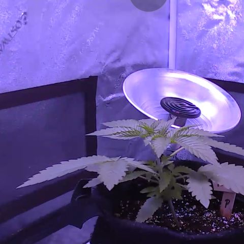 10th Planet photo feminized  growlog timeline photo