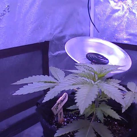 10th Planet photo feminized  growlog timeline photo