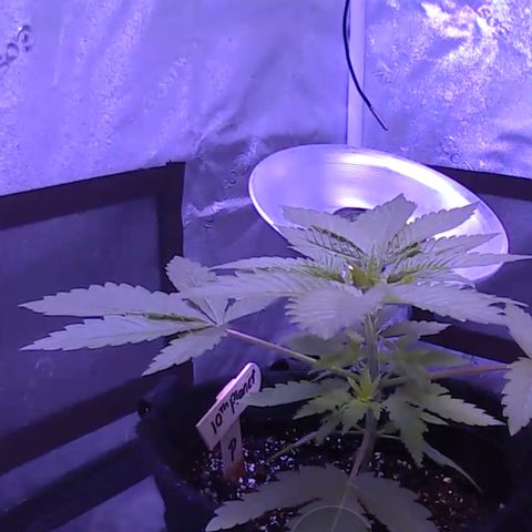 10th Planet photo feminized  growlog timeline photo