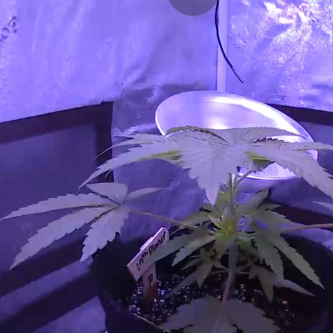 10th Planet photo feminized  growlog timeline photo