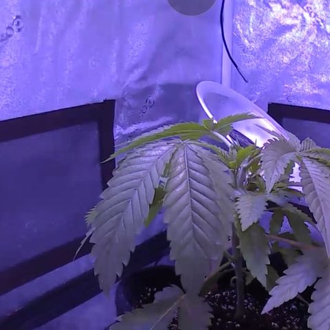 10th Planet photo feminized  growlog timeline photo