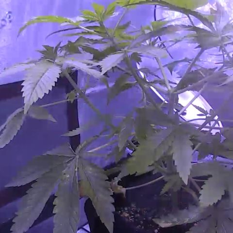 10th Planet photo feminized  growlog timeline photo