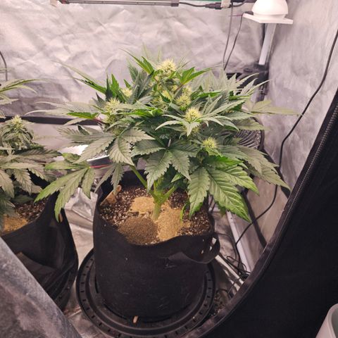 Wedding #1 growlog timeline photo