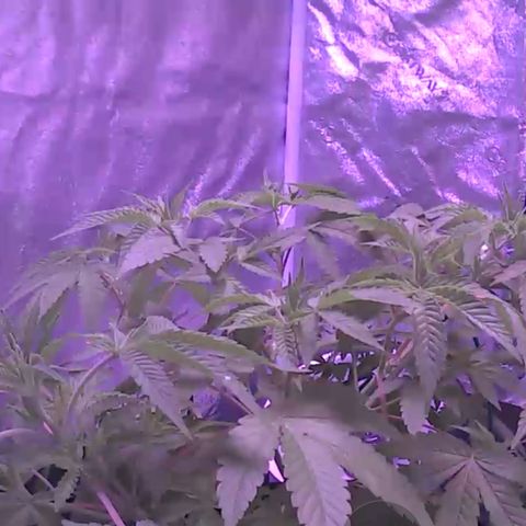 10th Planet photo feminized  growlog timeline photo