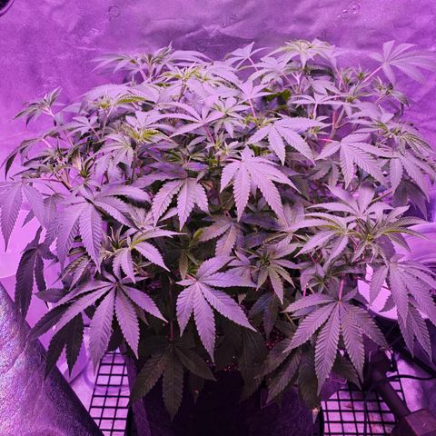 10th Planet photo feminized  growlog timeline photo